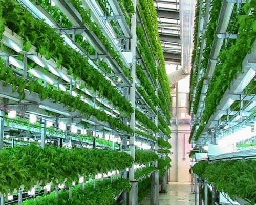 Dikey Bahçe Uygulamalarında Dikkat Edilmesi Gerekenler